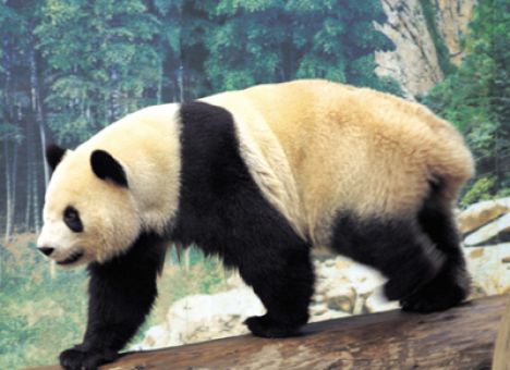 В китайском лесу нашли панду, жующую мясо