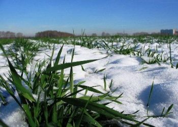 Украина переходит из зерновых на кукурузу