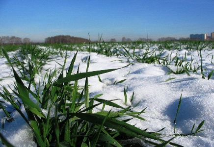 Украина переходит из зерновых на кукурузу