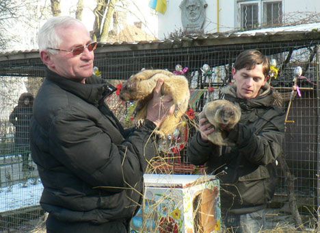 Львовские сурки предсказали раннюю весну в этом году.