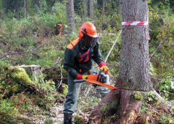 В Киеве в рекреационной зоне вырубают лес