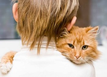 Ребенок решил взорвать больницу из-за кота