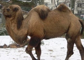 На луганской границе задержали четверых российских верблюдов