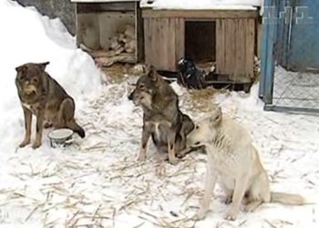 Бездомные собаки съели пенсионерку