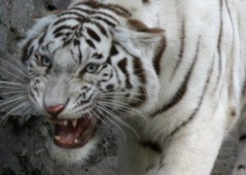 В столице тигр травмировал мужчину