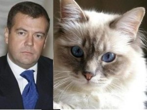 Сообщения о пропаже кота президента России оказались «уткой»