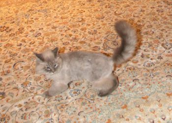 «Пропажа» кота Дмитрия Медведева стала мировым трендом в Twitter