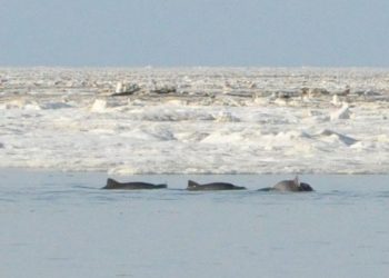 В Азовском море дельфины оказались в ледовом плену