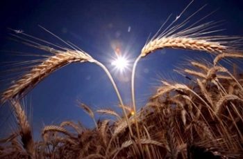 Аграріям радять організовувати виставки в Європі