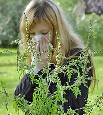 В Днепропетровске ликвидируют амброзию