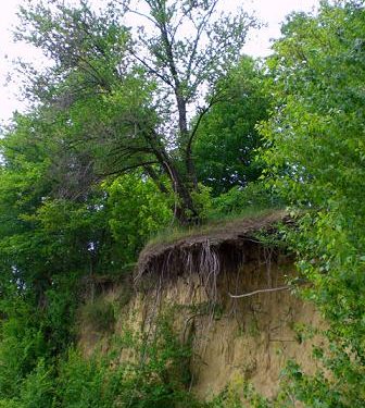 Берег Кременчуцького водосховища