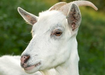 КОЗЬЯ ПАУТИНА