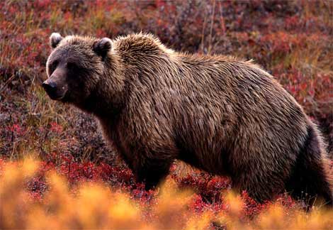 Американские туристы испугали медведя гризли