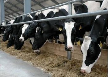 Украина должна обеспечить себя продукцией животноводства – Азаров