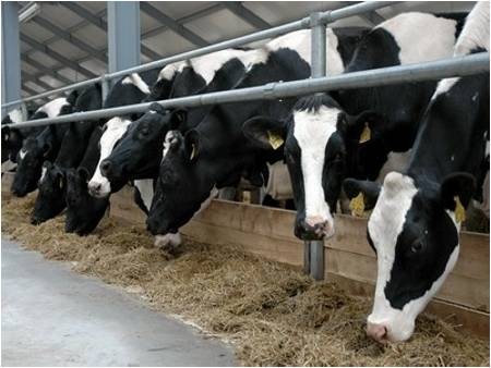 Украина должна обеспечить себя продукцией животноводства – Азаров