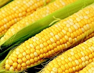 Экспорт украинских семян сельхозкультур все растет