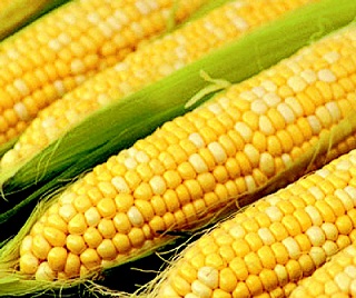 Экспорт украинских семян сельхозкультур все растет