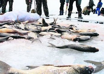 В реке Уж гибнет рыба