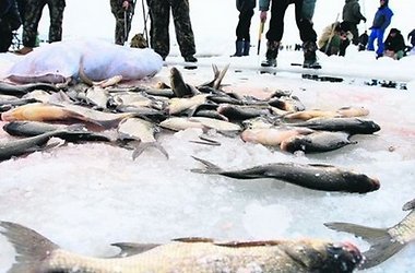 В реке Уж гибнет рыба