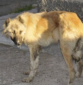 Собаку умертвили