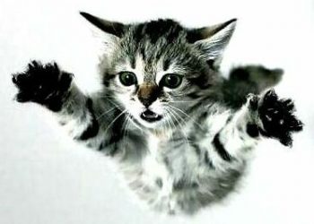 В новій версії Angry Birds стануть Angry Cats