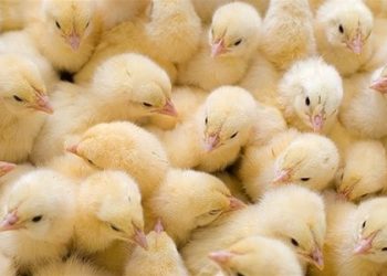 Вчителі і медики в Узбекистані отримують зарплату курчатами