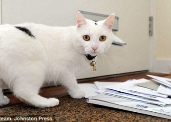 Поштарі відмовився носити листи через напади кота