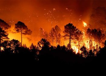 На Забайкаллі горить 16 тис гектарів лісу