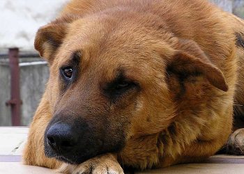 Священник не разрешил псу попрощаться с хозяином
