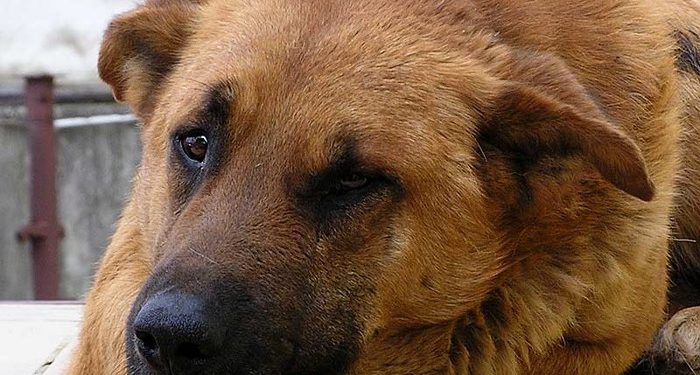 Священник не разрешил псу попрощаться с хозяином