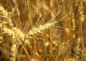 Мінагрополітики: Озимі зернові на 66,5% площ - у доброму стані