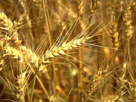 Мінагрополітики: Озимі зернові на 66,5% площ - у доброму стані