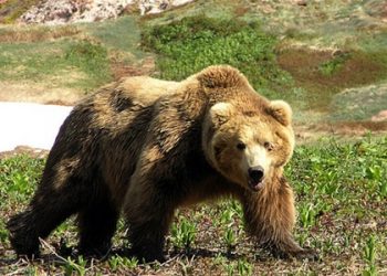 Жителів Талліна відвідав ведмідь