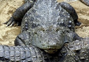 Был найден самый древний африканский предок крокодила