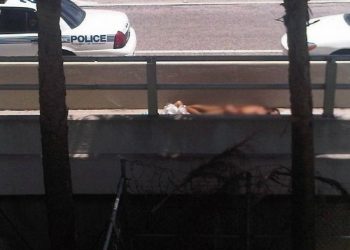 В США полиция застрелила голого каннибала, пожиравшего свою жертву