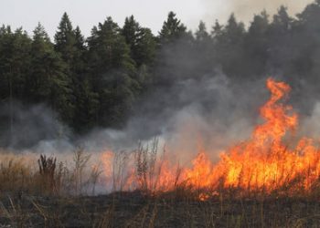 Пожар в Подмосковье: никто не пострадал