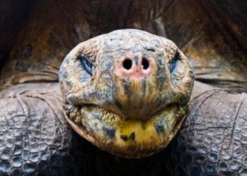 У Колумбії жила гігантська ненажерлива черепаха розміром з автомобіль