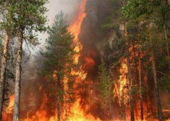 В Крыму горит Ялтинский заповедник