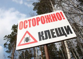 Онищенко заявил, что активность клещей в РФ не снижается