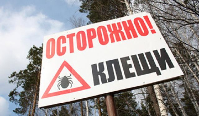 Онищенко заявил, что активность клещей в РФ не снижается