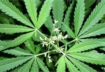 У США почали продавати конопляну горілку