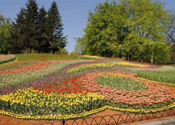 Певчее поле в Киеве украсили 300 тысяч тюльпанов