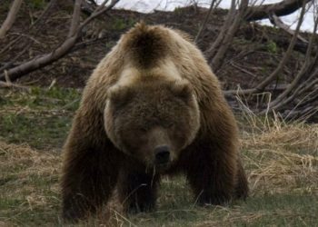 На Камчатке полиция застрелила двух медведей, растерзавших человека