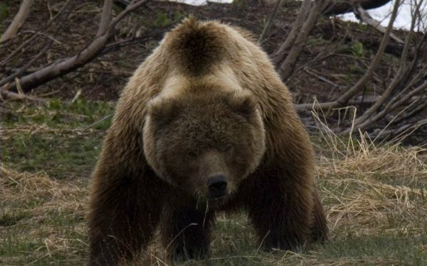 На Камчатке полиция застрелила двух медведей, растерзавших человека