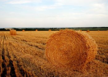 Чоловік жив в копиці сіна, харчуючись соломою