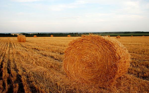 Чоловік жив в копиці сіна, харчуючись соломою