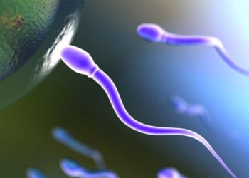 Рівень інтелекту впливає на якість сперми