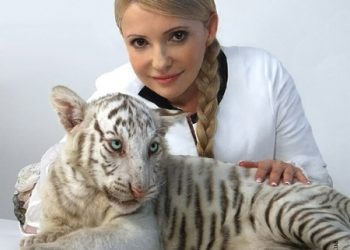 В знаменитой ТигрЮли родились четыре малышей