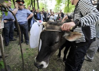 Оппозиция привела корову на Чистые пруды в Москве