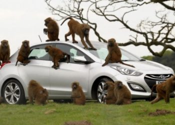 Hyundai довірили мавпам контроль якості збірки салону